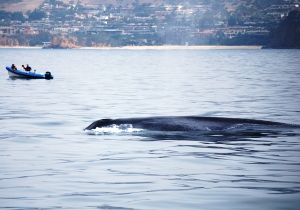 whale watching Newport Beach