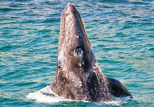 Newport Beach whale watching
