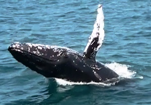 whale watching Newport Beach